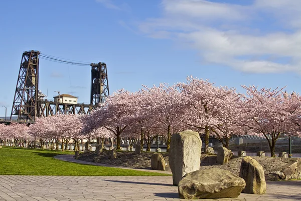 Cherry blossom blommar på våren — Stockfoto