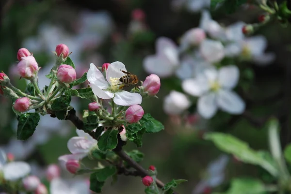 stock image Bee on the flowered apple tree