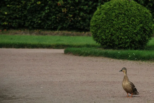 Duck in the garden — Stock Photo, Image
