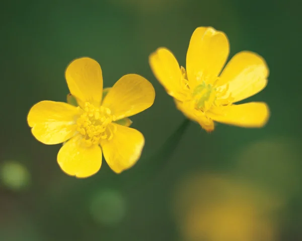 stock image Plant Life