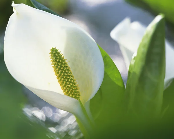 stock image Plant Life