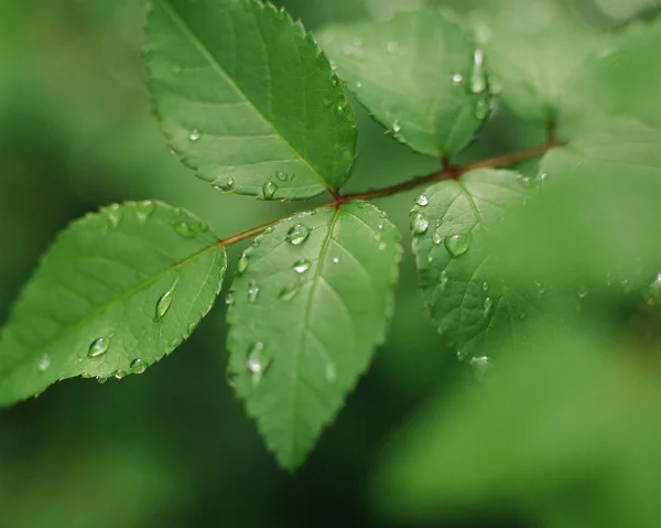 stock image Plant Life