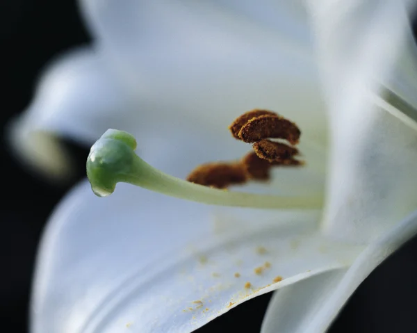 stock image Plant Life