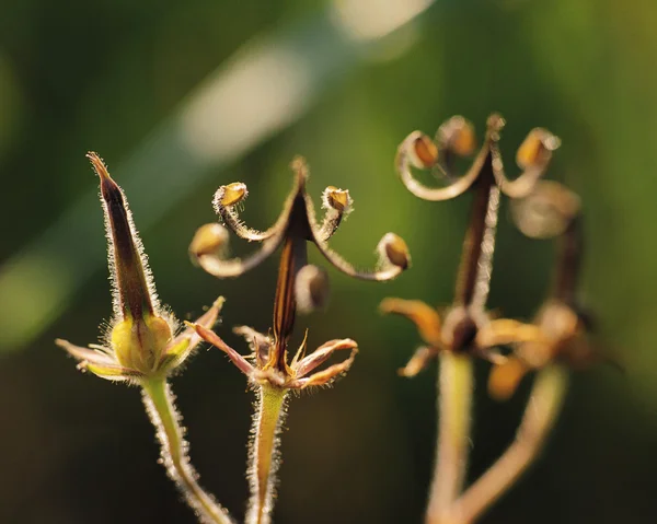 stock image Plant Life