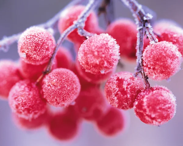 stock image Plant Life