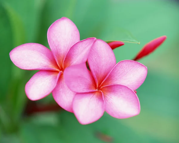 stock image Plant Life