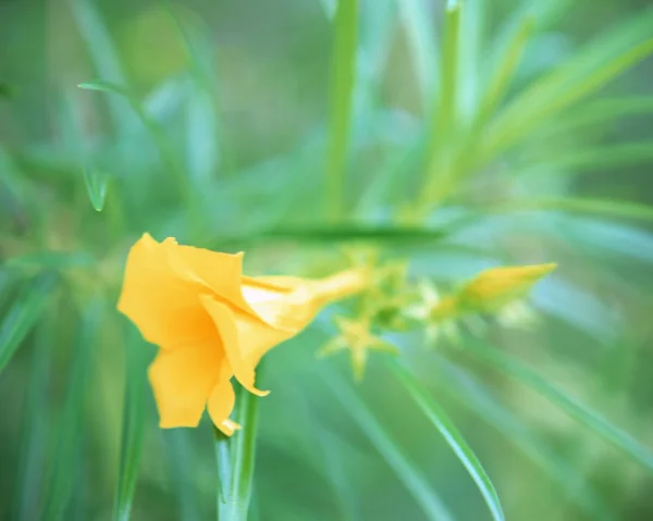 stock image Plant Life