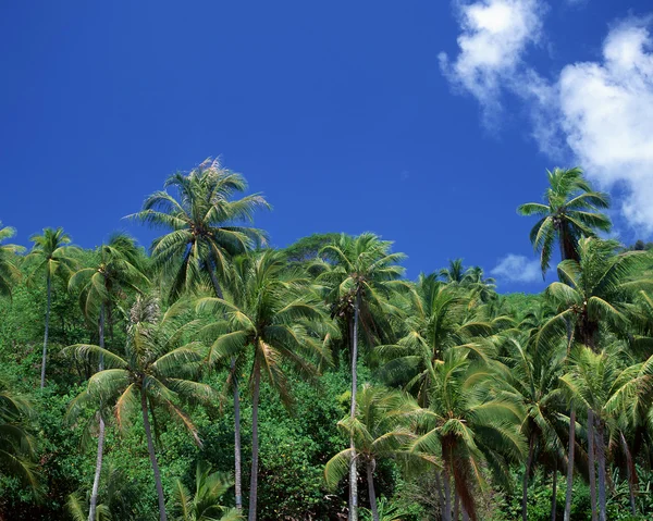 stock image Plant Paradise