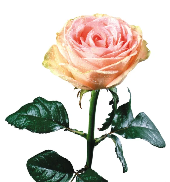 Różowa róża Zdjęcia Stockowe bez tantiem