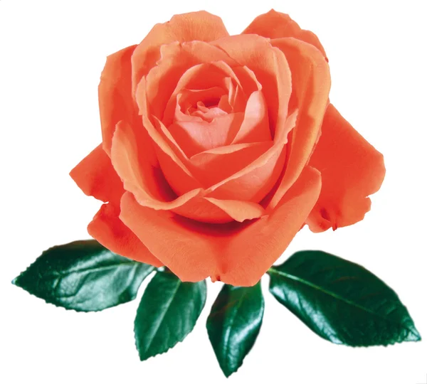 Róża czerwona Obraz Stockowy