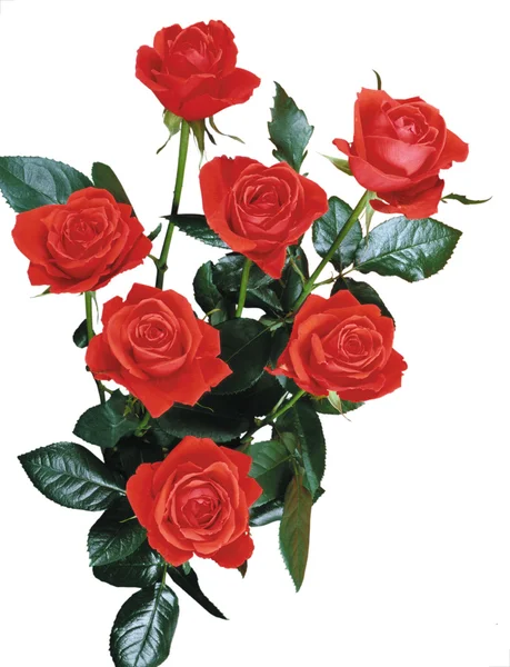 Bouquet de belles fleurs Images De Stock Libres De Droits
