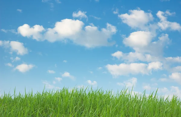 Zöld fű és kék ég — Stock Fotó