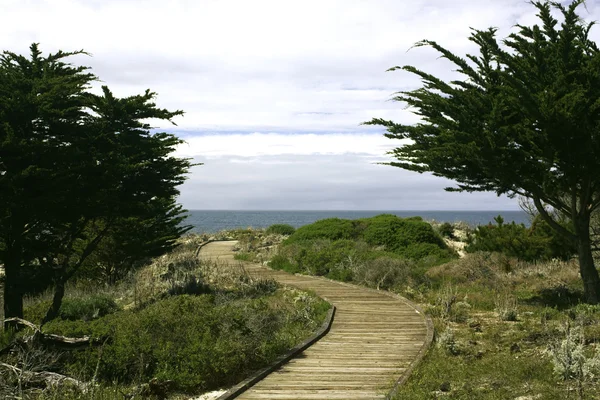 Promenade entre cyprès de Monterey — Photo