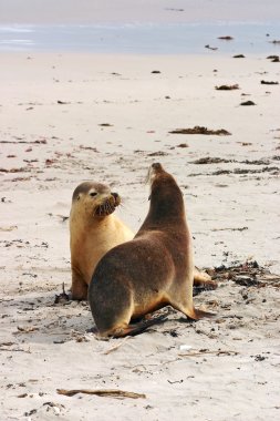 Pair of Australian sea lions clipart