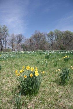 Daffodils naturalized in a field clipart