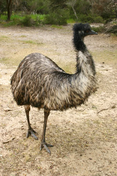 Emù adulto (Dromaius novaehollandiae ) — Foto Stock