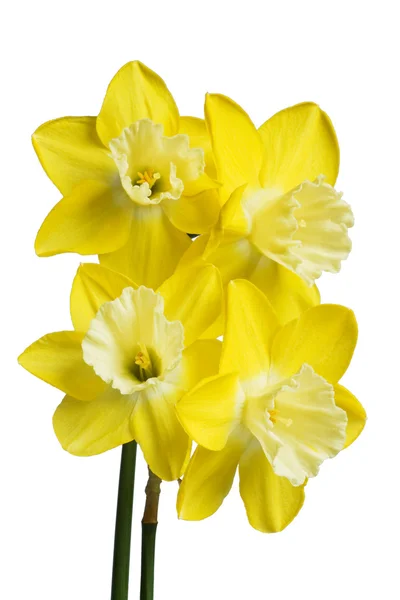 Narcisos amarelos isolados contra o branco — Fotografia de Stock