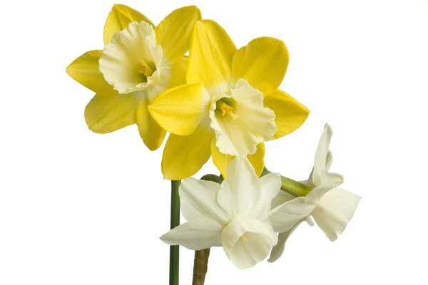 Narcisos amarelos e brancos — Fotografia de Stock