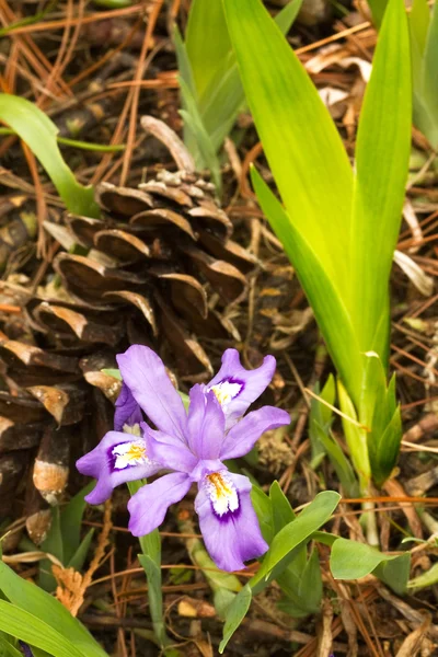 Iris cristata and pine cone vertical — Stock Photo, Image