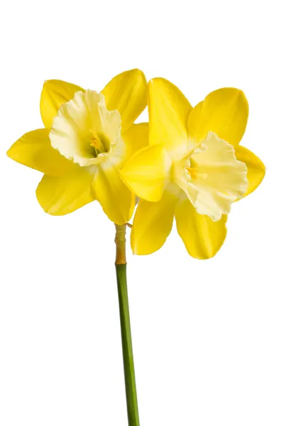 Két sárga nárcisz, ellen, fehér — Stock Fotó