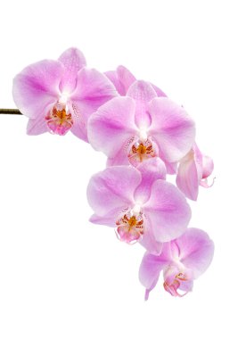 Flowers of a Phalaenopsis orchid hybrid clipart