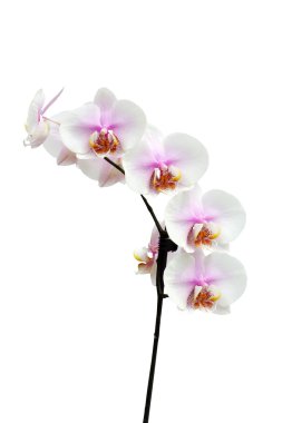 Flowers of a Phalaenopsis orchid hybrid clipart