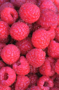 Fresh-picked red raspberries clipart