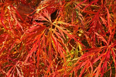 Red leaves of a Japanese maple clipart