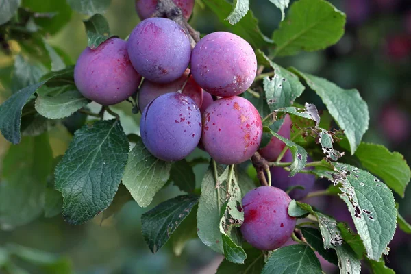 Frutos roxos de uma ameixa poda Stanley — Fotografia de Stock