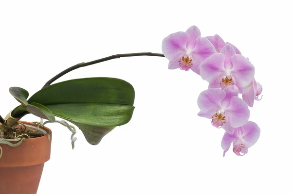 喷雾剂的粉色的兰花花和植物 — 图库照片