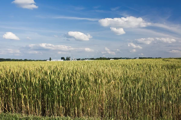 Campo de amadurecimento de trigo em Indiana — Fotografia de Stock