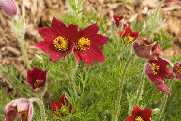 Red flowers of a pasqueflower hybrid — Stock Photo, Image