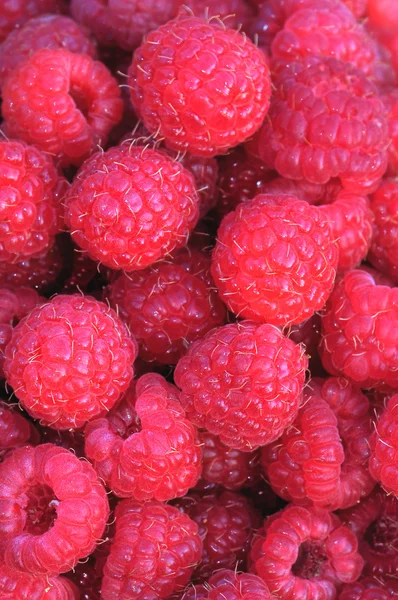 stock image Fresh-picked red raspberries