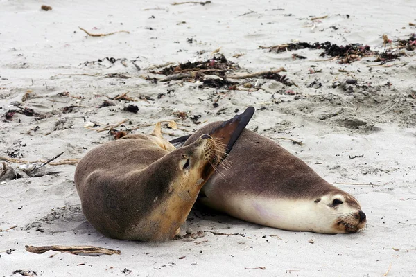 Pair of Australian sea lion friends — Stock Photo, Image