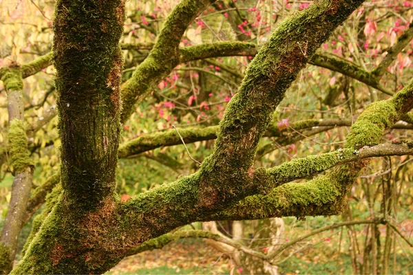 Гілки покриті мохом дерев — стокове фото