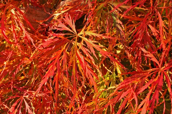 Folhas vermelhas de um bordo japonês — Fotografia de Stock