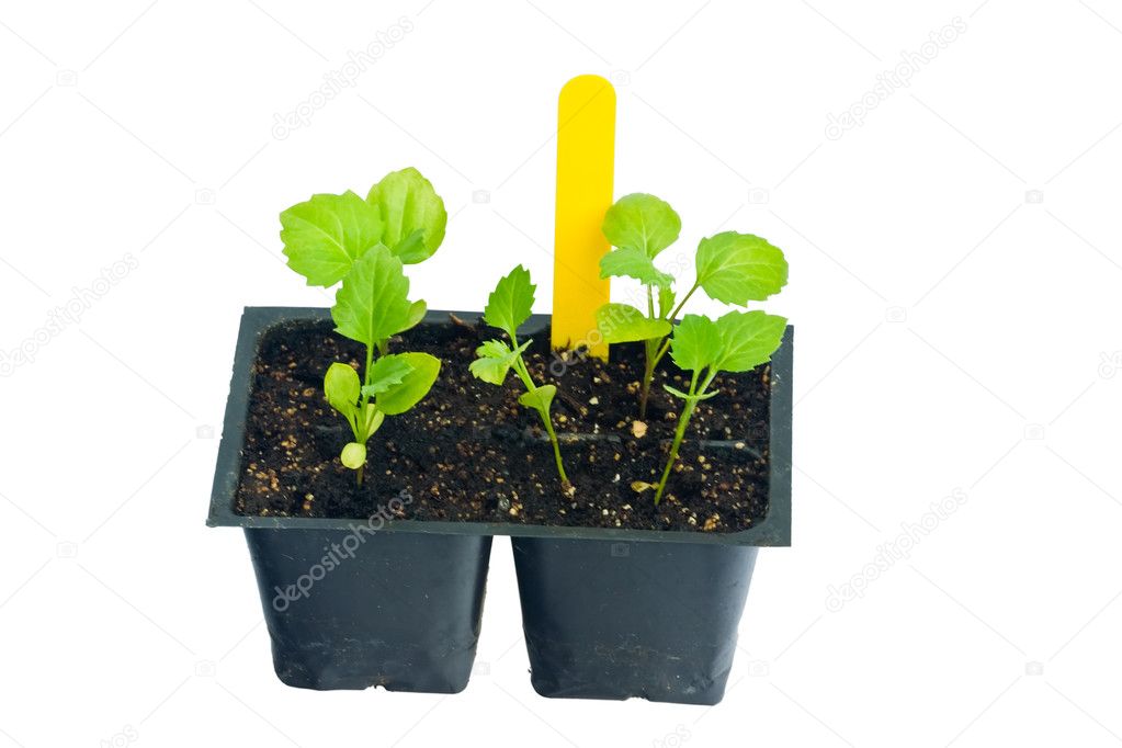 Homegrown seedlings of aster