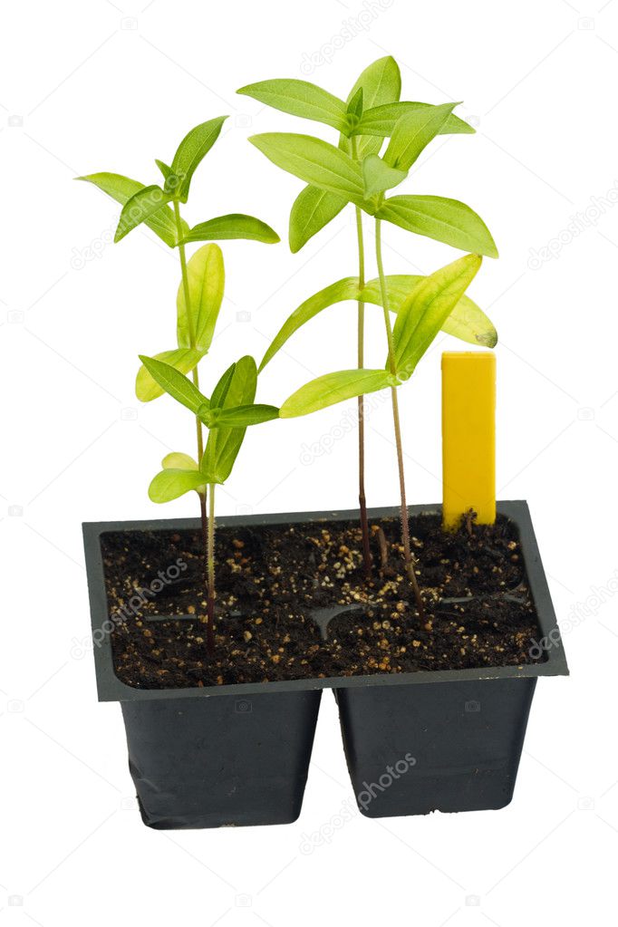 Homegrown seedlings of zinnia