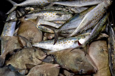 Spanish mackerel and triggerfish clipart