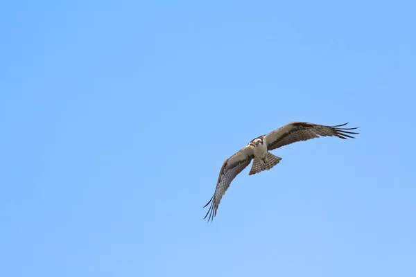 Falco pescatore americano (Pandion haliaetus ) — Foto Stock