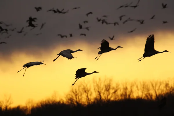 日落时的沙丘鹤 — 图库照片