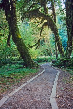 Walkway in Olympic National Park clipart