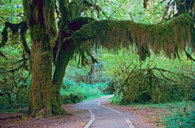 Walkway in Olympic National Park clipart