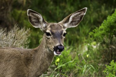 California mule deer clipart