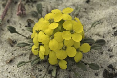 Menzie's wallflower in a sand dune clipart