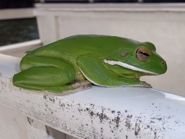 Australian green tree frog clipart