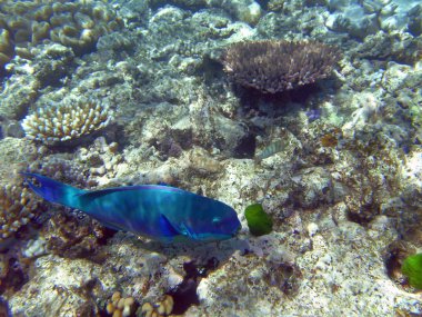 Steephead parrotfish clipart