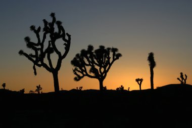 joshua ağaçlarının Silhouettes