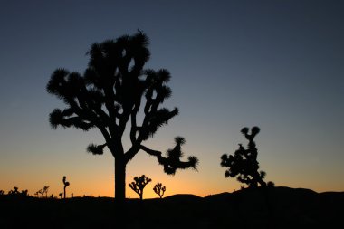 Joshua tree silhouettes clipart