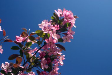 Pink flowers of a crabapple clipart